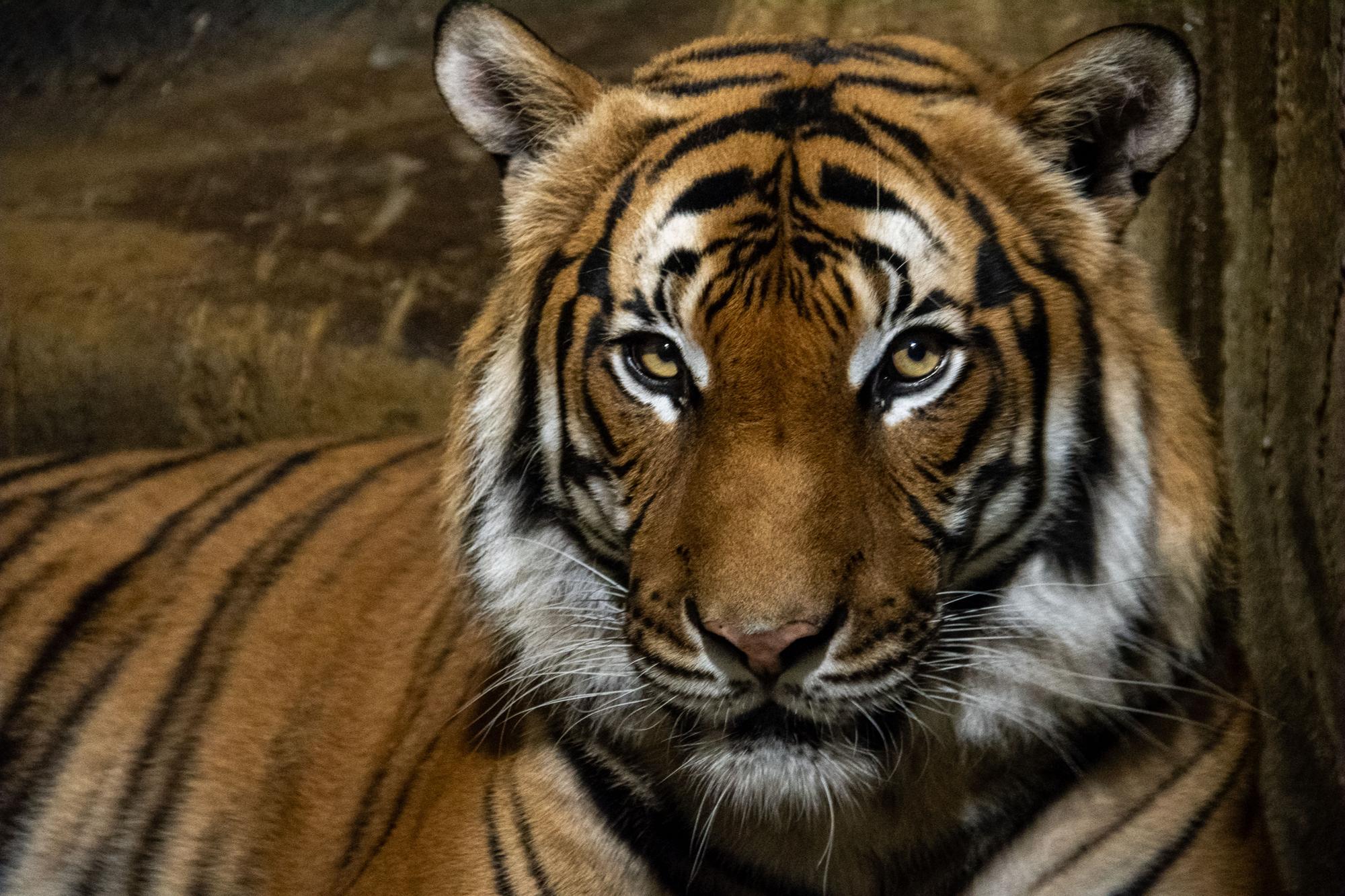Hamerton Zoo welcomes new tiger, Bulan