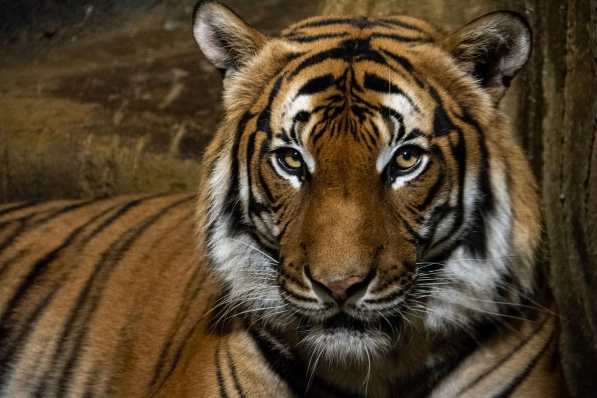 Hamerton Zoo welcomes new tiger, Bulan