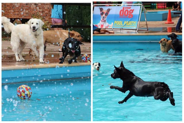Bourne outdoor dog pool party raised hundreds of pounds.