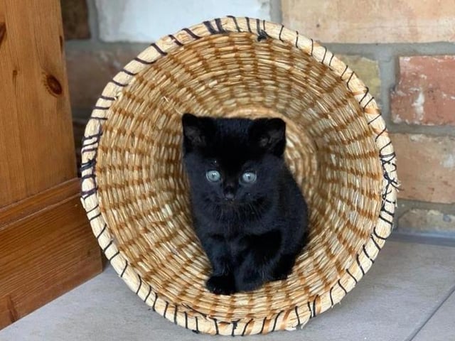 Kitten