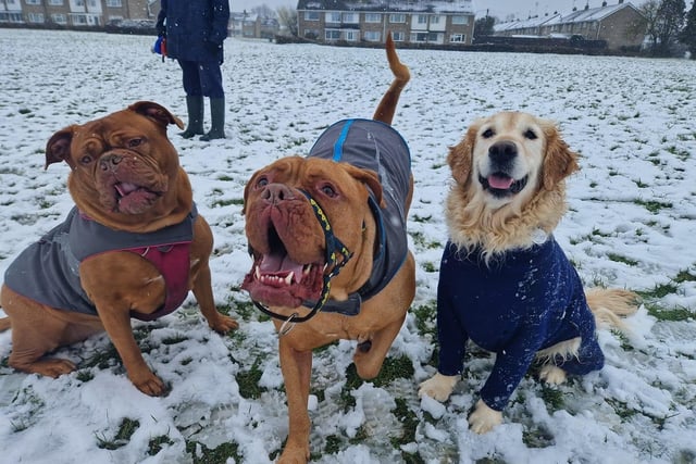 Doggy pals enjoying their snow day together