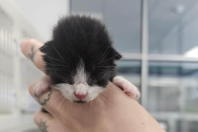 One of the kittens found