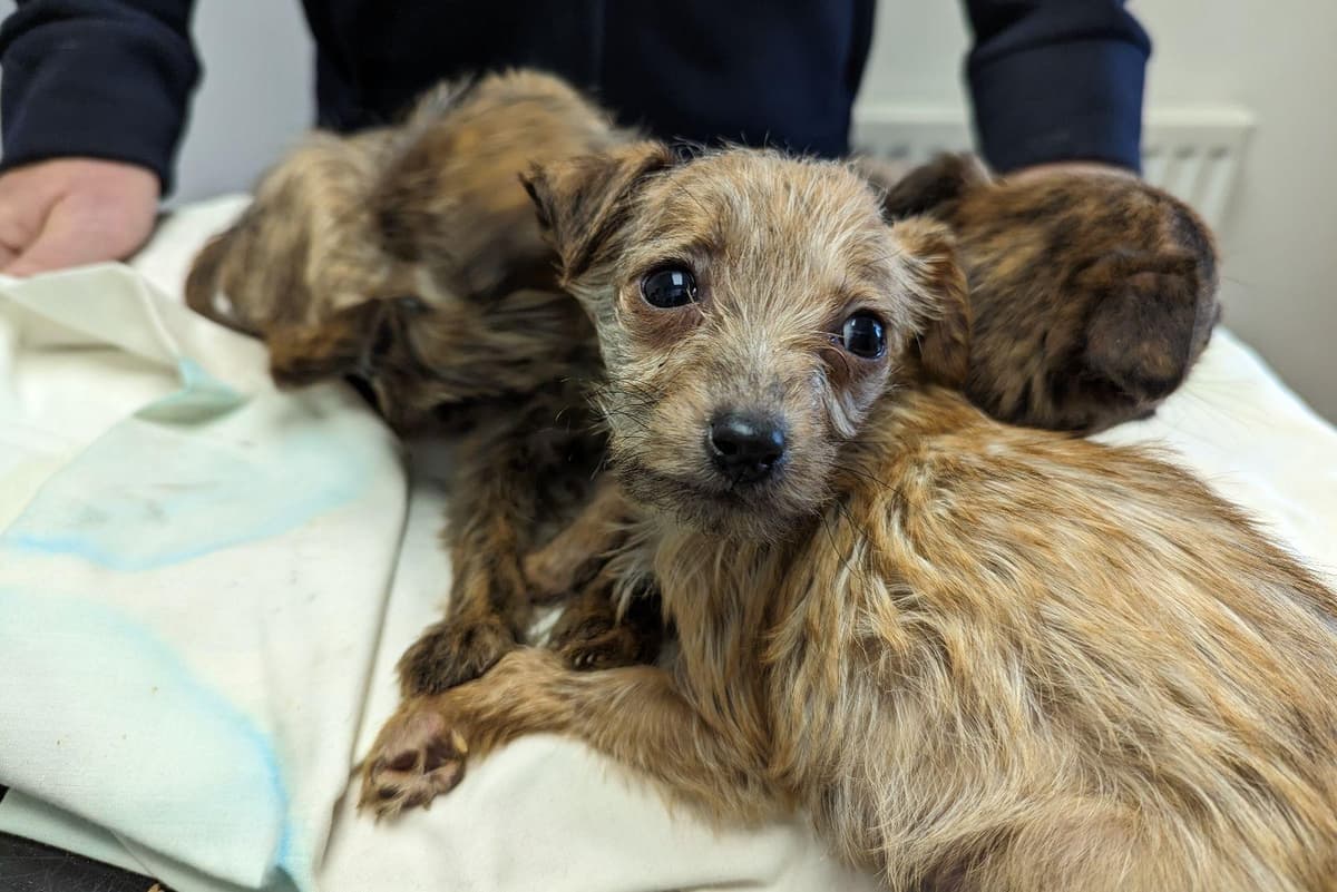 Henshaw: Three 'thin' seven-week-old puppies found abandoned in  Peterborough as cost of living soars | Peterborough Telegraph