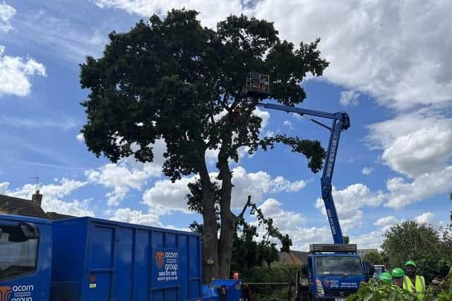 The oak tree is felled
