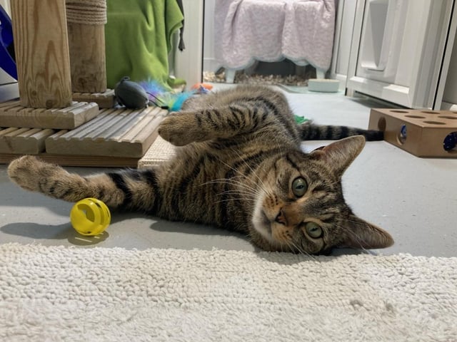 Mr Bojangles is a three-year-and-four-month-old male domestic short hair, admitted to Woodgreen in March 2022.