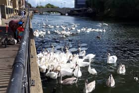 Swans on the Nene