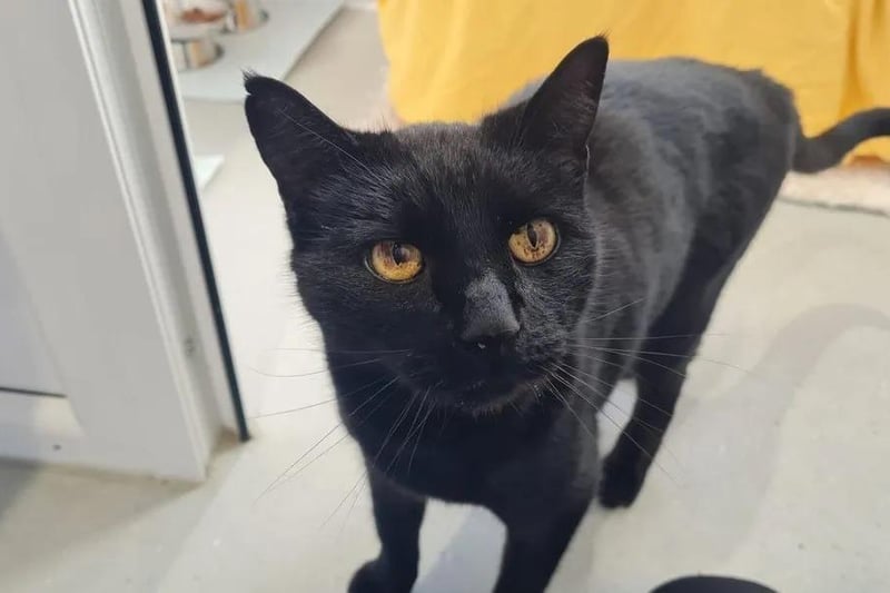 Murphy is a 14-year-old male who can live with cat friendly dogs, but not other cats or small pets. Murphy would be best suited to kids aged 7+ or an only adult home as he is known to be scared of younger children.