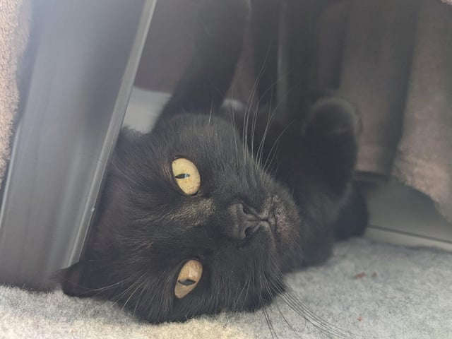 Primrose is a seven-year-and-seven-month-old female domestic short hair, admitted to Woodgreen in April 2022.
