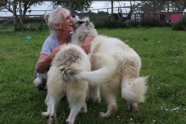 Vanda Kizmaz - who has five rescue dogs of her own - has saved more than 2,000 dogs from Romanian kill centres since founding founded Noah's Ark in 2016.