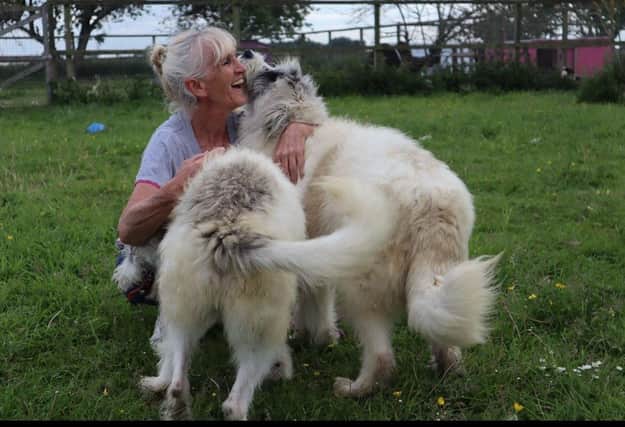 Vanda Kizmaz - who has five rescue dogs of her own - has saved more than 2,000 dogs from Romanian kill centres since founding founded Noah's Ark in 2016.