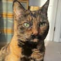 Natasha is a nine-year-old female cat who can live with other small pets - but is not suitable for families with dogs or other cats. She is looking for a quiet home where she can feel safe. She would be best suited to live in an adults only household.
