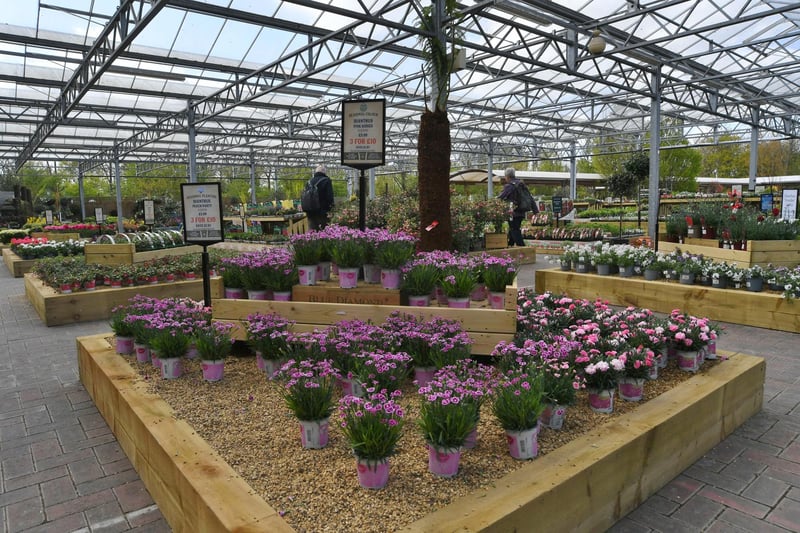 A vast arrange of plants at the Blue Diamond Home and Garden Centre in Peterborough.