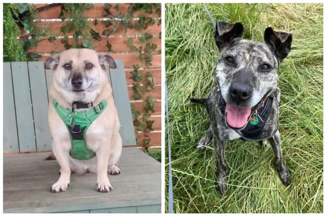 Could you adopt any of these five rescue dogs currently in the care of Woodgreen Pets Charity?