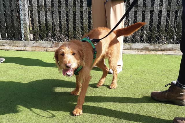 Woodgreen Pets Charity is "absolutely desperate" for more people to join its group of local foster carers
