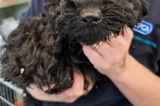 The abandoned animals are now being treated by vets