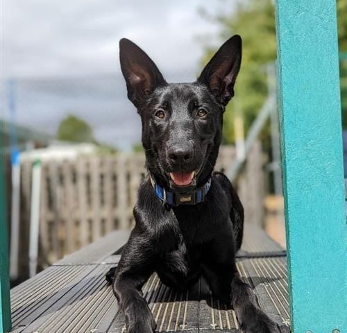 Belgian Shepherd