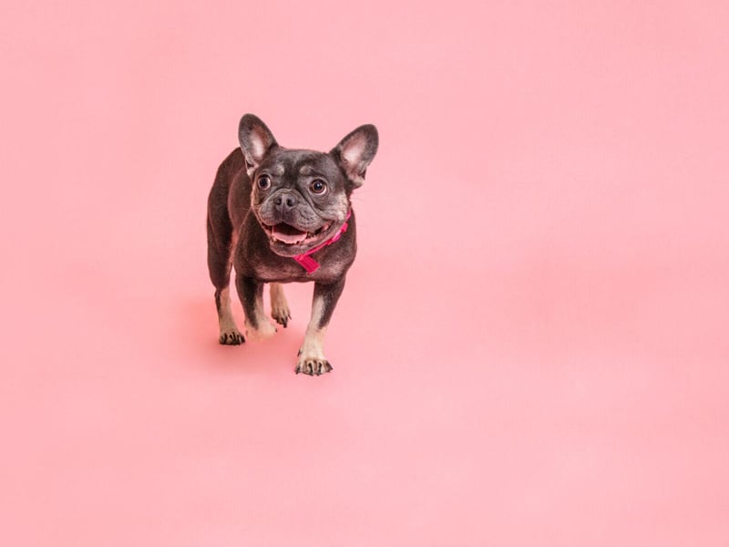 Tifa is a two-year-old female French Bulldog, who can live with other pets. Due to being a stray, the charity does not know if Tifa is used to being around children, so would recommend her to live with children age 5+. She loves to sit on laps for a cuddle but also loves to have zoomies in the garden and excitedly plays with her toys.