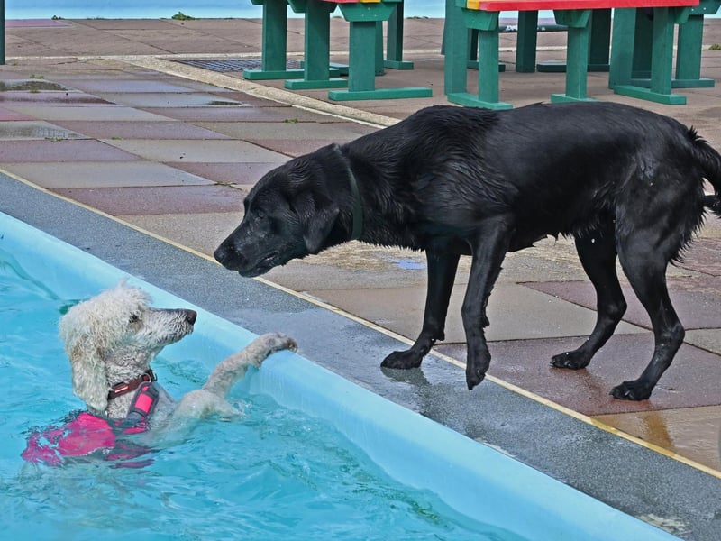 Dog swimming session at Peterborough Lido