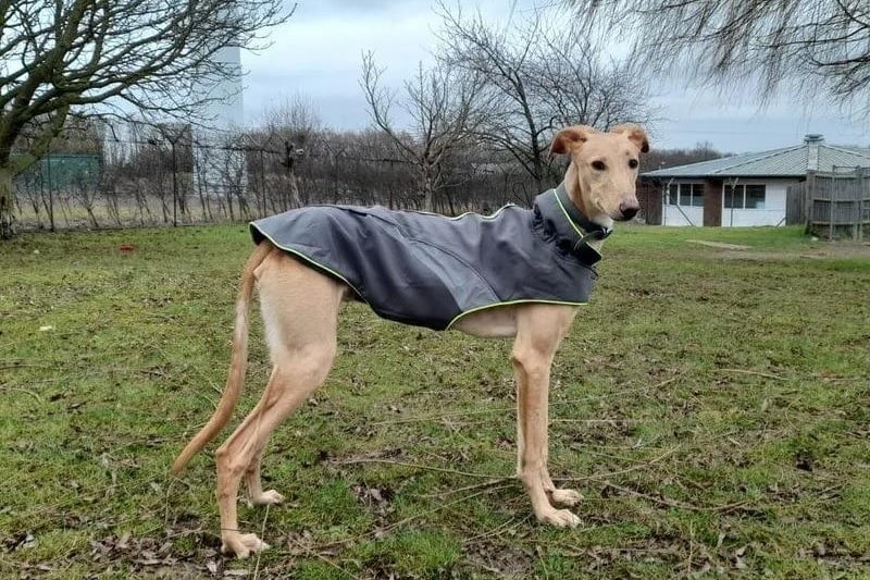 Cooper is a nine-month-old male lurcher. He can live with other dogs, but not with cats or other small pets. Cooper can live with children over the age of 5 years old but children will need to be happy with a boisterous, playful dog. His favourite things are people, food and zoomies in his garden.