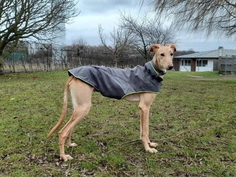 Cooper is a nine-month-old male lurcher. He can live with other dogs, but not with cats or other small pets. Cooper can live with children over the age of 5 years old but children will need to be happy with a boisterous, playful dog. His favourite things are people, food and zoomies in his garden.
