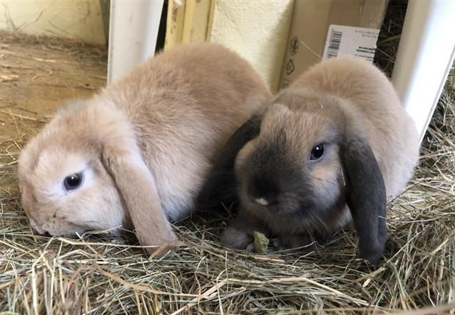 Dwarf lop