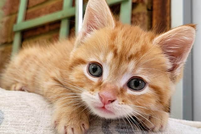 Register your interest to adopt a kitten from Woodgreen Pets Charity