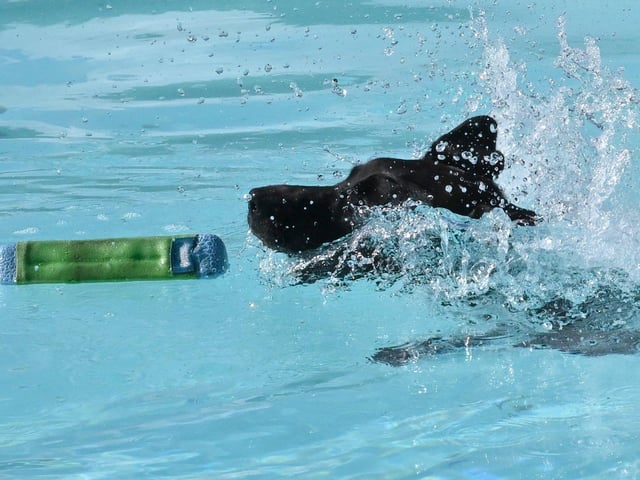 Dog swimming session at Peterborough Lido