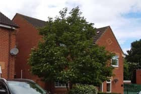 The tree in question