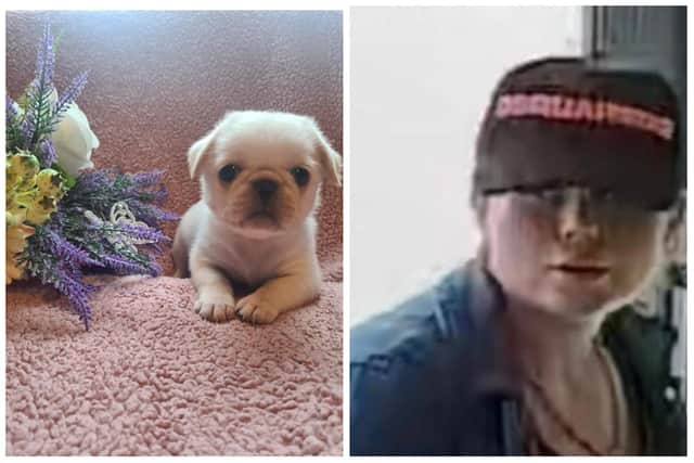 The stolen dog and the woman police want to trace in connection with the theft