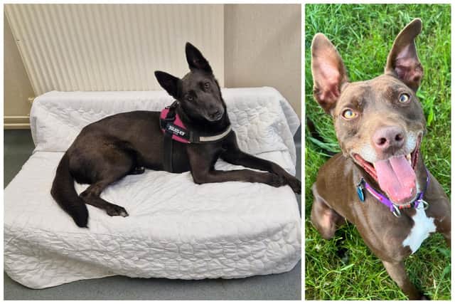 Angel and Kevin are looking for new homes after being in RSPCA care for more than a year