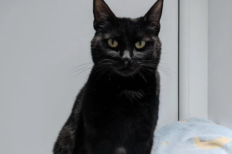 Merple is a female cat aged two years and eight months. She can live with other suitable cats, dogs and small pets. Merple is happy to live with children of any age as long as they let her do her own thing.