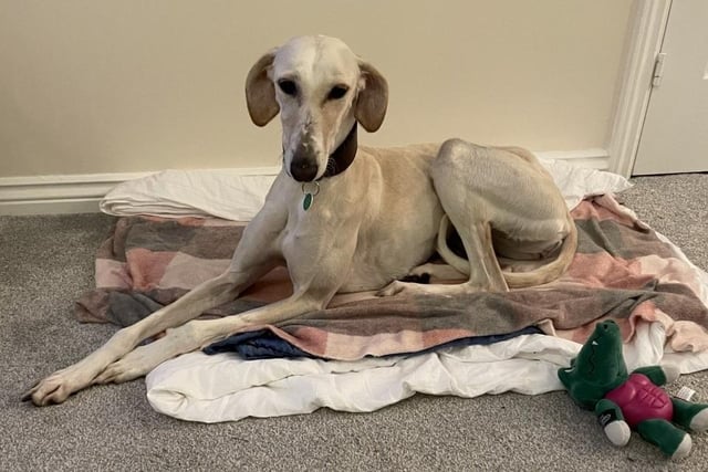 Cassie is a two-year-old Lurcher. She was admitted in November 2021.