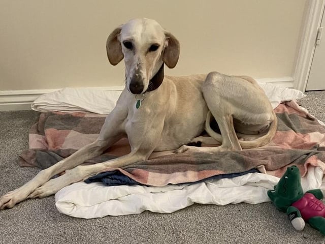 Cassie is a two-year-old Lurcher. She was admitted in November 2021.
