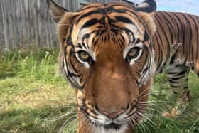 Zookeepers are delighted with the way Bulan has settled into his new home.