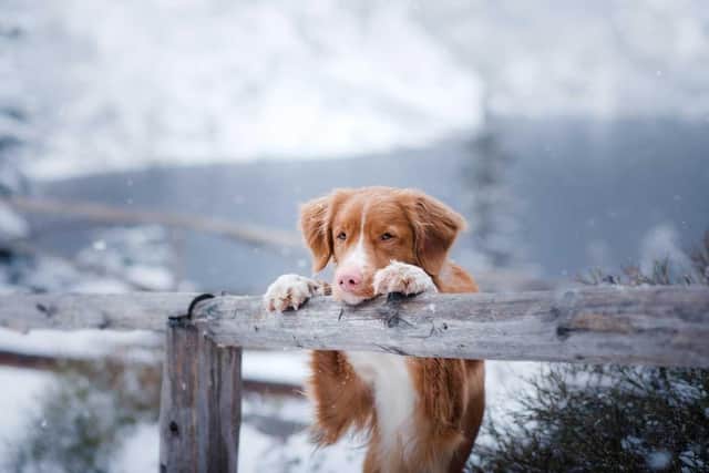 Pet safety on winter walks