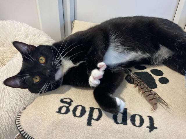 Kitty is an 11-month-old female domestic short hair, admitted to Woodgreen in June 2022.