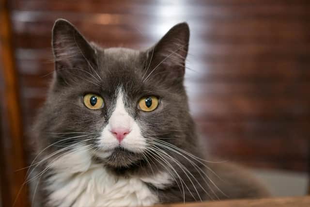 Paddy the cat, who first brought Ratty into the family's home 18 months ago