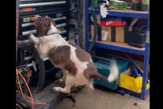 The sniffer dog found drugs and suspected illegal cigarettes