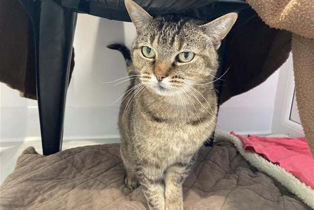 Pickles is a five-year-old female domestic short hair, admitted to Woodgreen in April 2022.