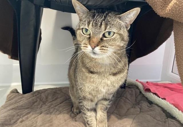 Pickles is a five-year-old female domestic short hair, admitted to Woodgreen in April 2022.