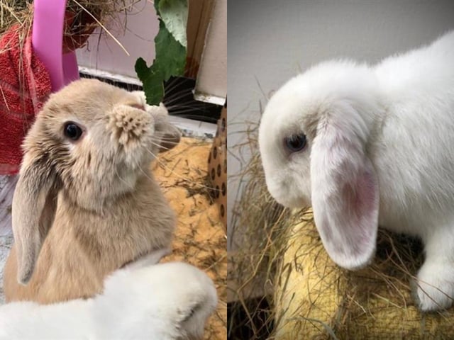 Dwarf lop