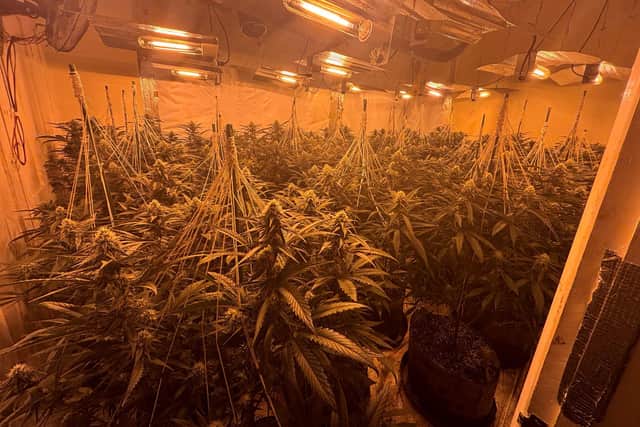 Cannabis seized in Peterborough.