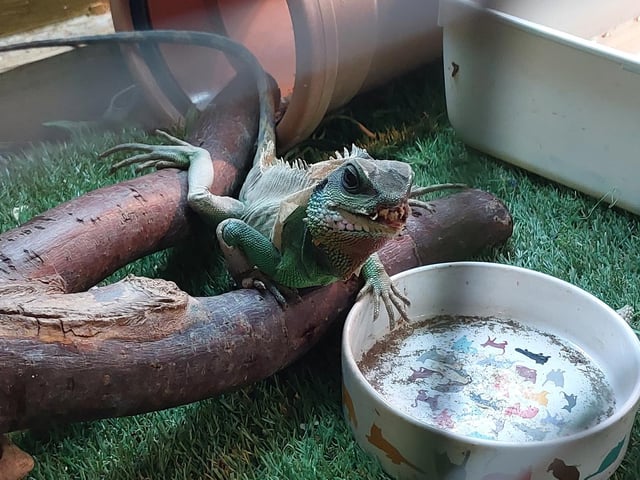 Someone wants their dinner..!