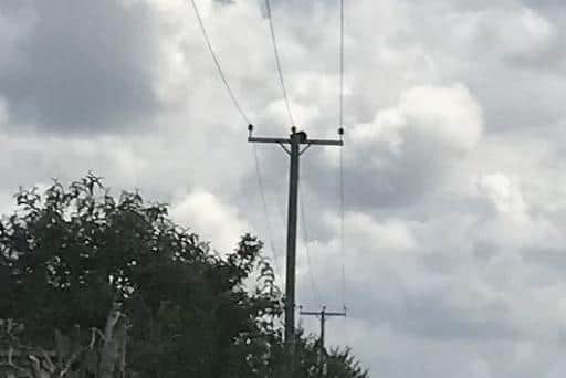 A member of the public spotted the cat at the top of the power line over 20 foot in the air.