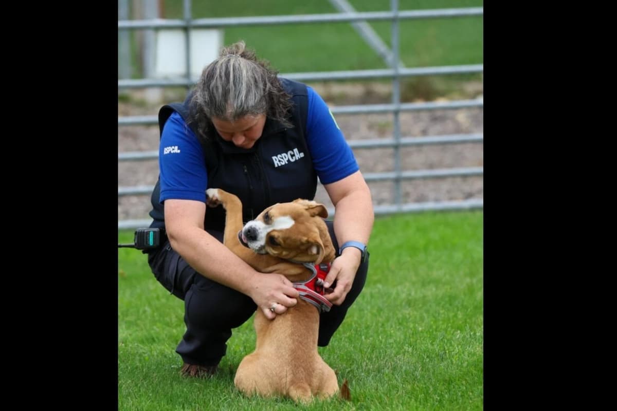 Twelve abandoned dogs close to Peterborough in need of a new home as RSPCA ...
