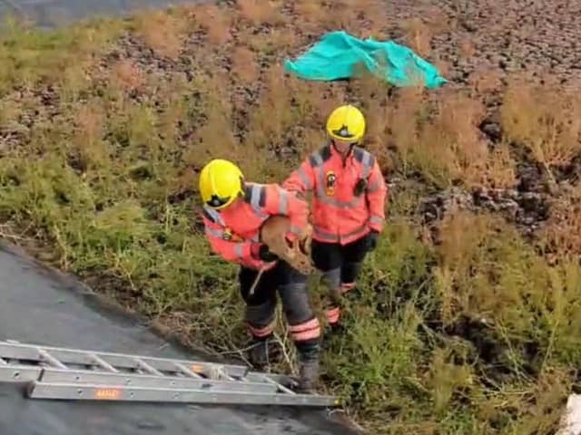 The deer is carried to safety. Picture: RSPCA