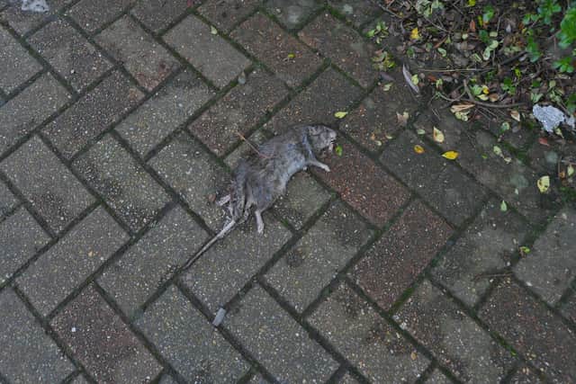 Dead rats have been found in the areas surrounding the building.