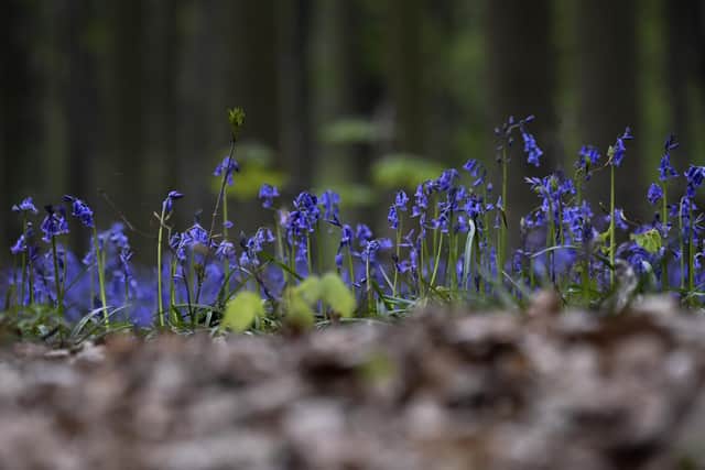 Bluebell season typically runs from mid-April to mid-May