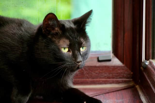 Two-year-old Elijah was born with two missing toes on his left paw and one on his right.