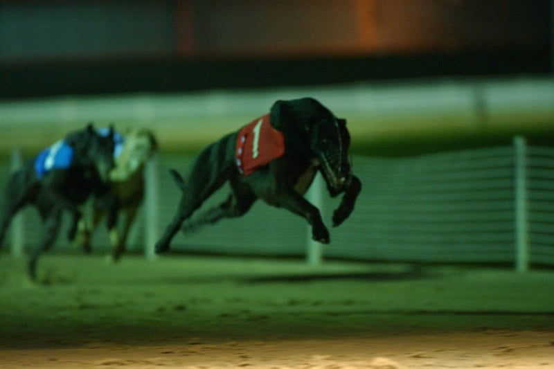 Action from the Peterborough Puppy Derby in 2004. The winner- No.1 Fire Height Dan.